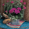 Maverick Series Violet Geranium Seeds – Zonal Pelargonium for Containers & Patio, Large Flower Heads, Easy to Grow, 10 Seeds