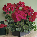 Bullseye Cherry Geranium Seeds – 100 Pelargonium Seeds with Cherry Red Blooms & Chocolate Foliage, Zonal Pelargonium for Containers & Garden