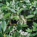 Night Blooming Jasmine Plant – Live Starter, Fragrant White Flowers, Cestrum nocturnum, Indoor Outdoor Patio Shrub