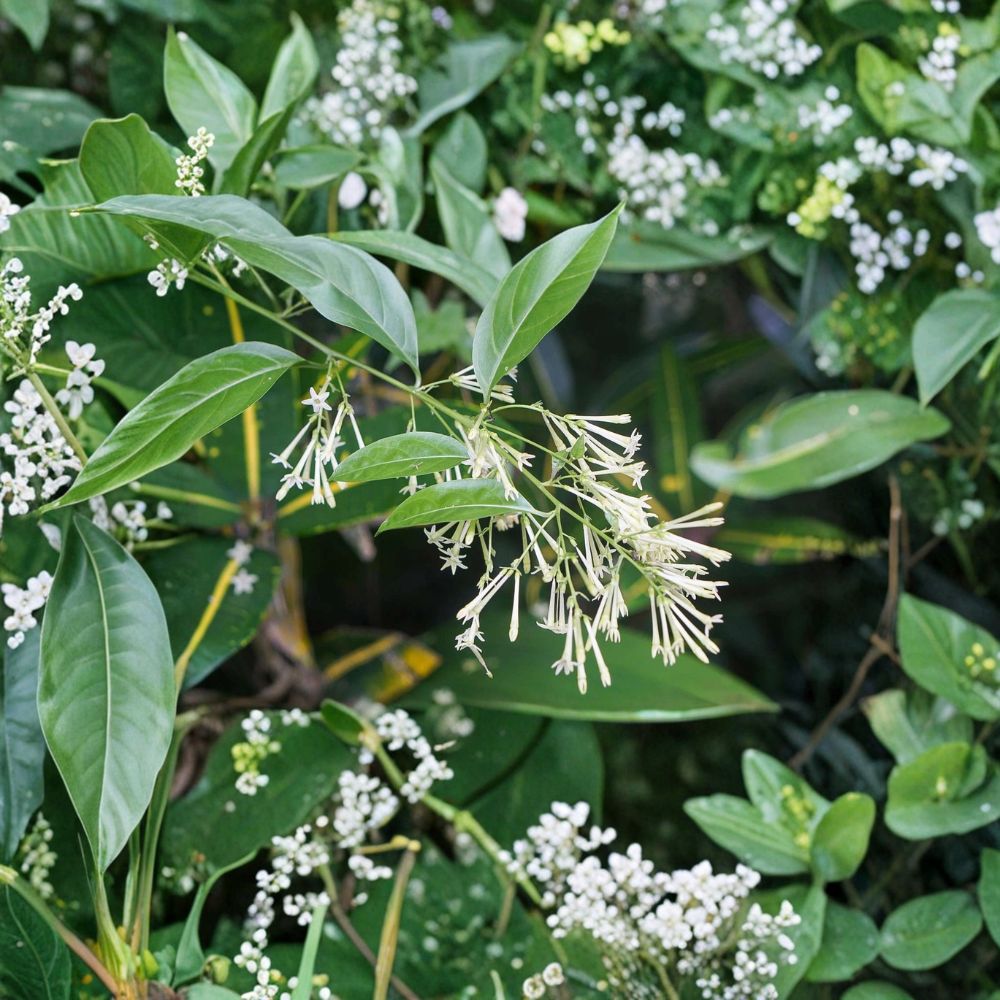 Night Blooming Jasmine Plant – Live Starter, Fragrant White Flowers, Cestrum nocturnum, Indoor Outdoor Patio Shrub