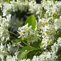 Confederate Star Jasmine Live Plant | Fragrant White Flowers | Trachelospermum jasminoides | Outdoor Vine for Patio & Garden
