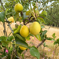 Honey Jar Asian Pear Tree Bare Root | Early Ripening, Sweet, Juicy Pyrus pyrifolia Fruit Tree