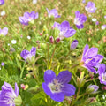 Geranium Seeds – Amy Doncaster Pelargonium Flower Seeds for Garden & Patio, 25+ Premium Seeds