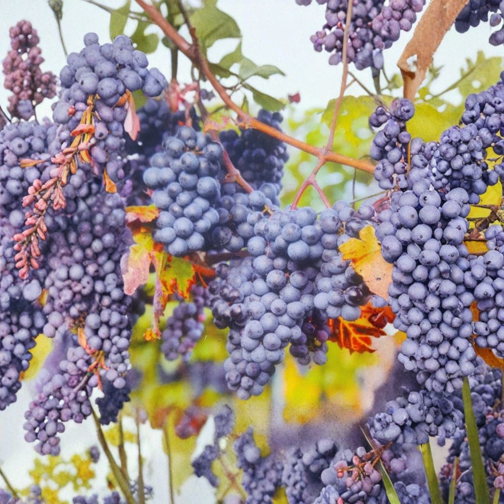 Venus Blue Grape Vine – 3 Gallon Fruit Plant with Blue Grapes, Vitis hybrid, Edible Landscaping, Backyard Vineyard