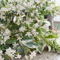 Variegated Confederate Jasmine Live Starter Plant | Trachelospermum jasminoides Climbing Vine | Fragrant Indoor Outdoor Plant