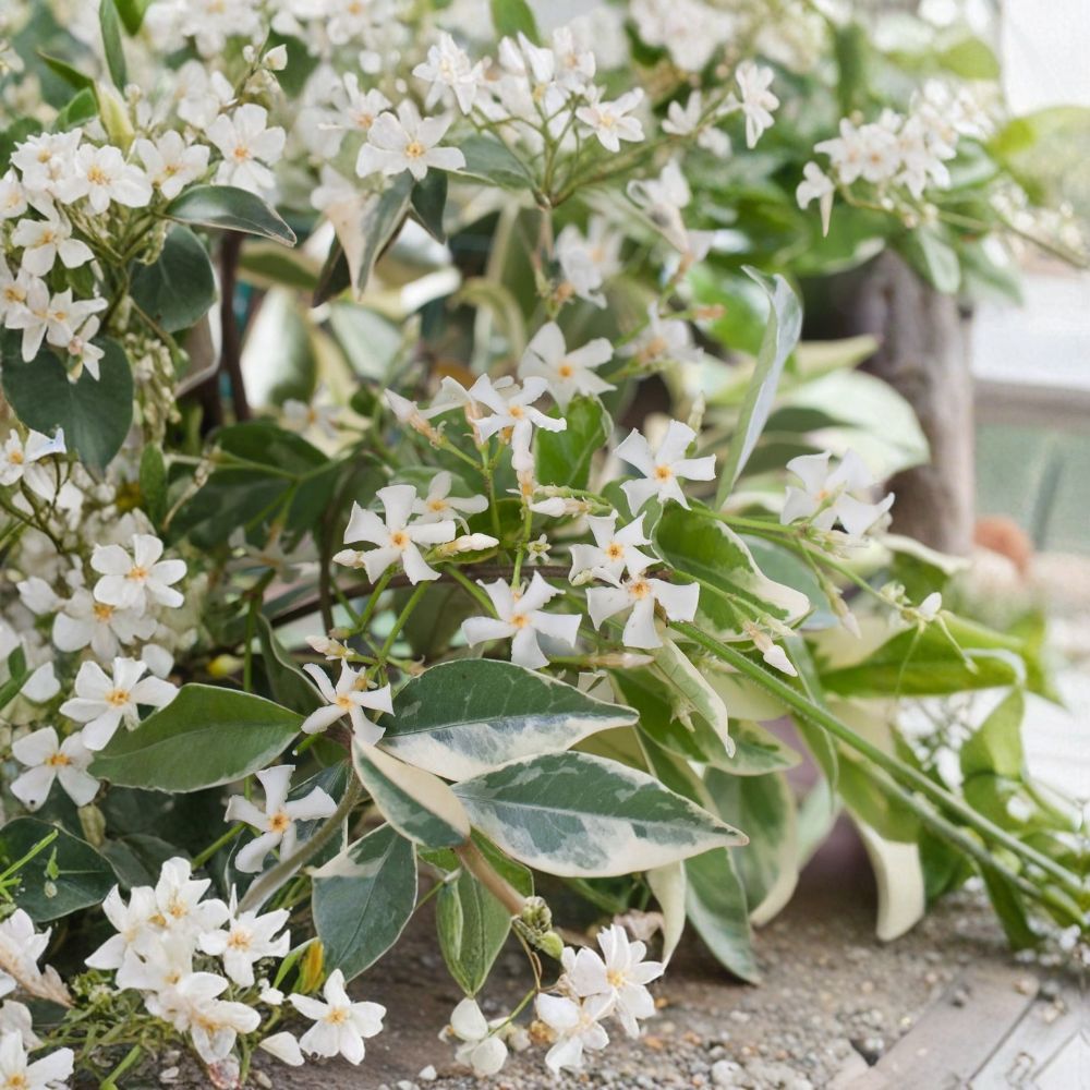 Variegated Confederate Jasmine Live Starter Plant | Trachelospermum jasminoides Climbing Vine | Fragrant Indoor Outdoor Plant