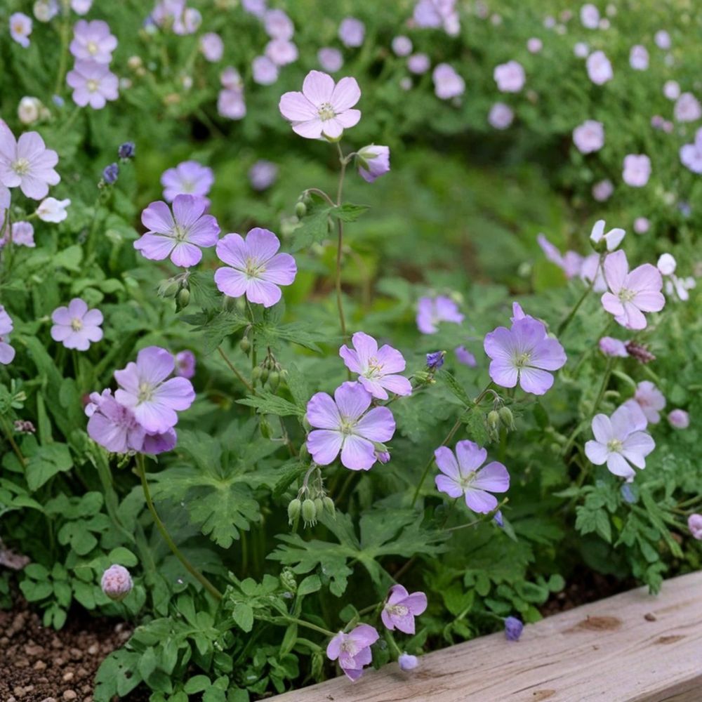 Wild Geranium Roots – 10 Bare Roots, Native Perennial, Shade & Woodland Garden, Geranium maculatum