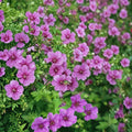 Geranium Seeds – Pelargonium Dilys Flower Seeds for Gardens, Containers & Baskets, Vibrant Blooms, Easy to Grow