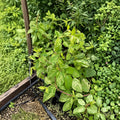 Variegated Honeysuckle Vine Live Plant | Fragrant Climbing Vine with Cream & Green Foliage | Lonicera japonica ‘Mint Crisp’