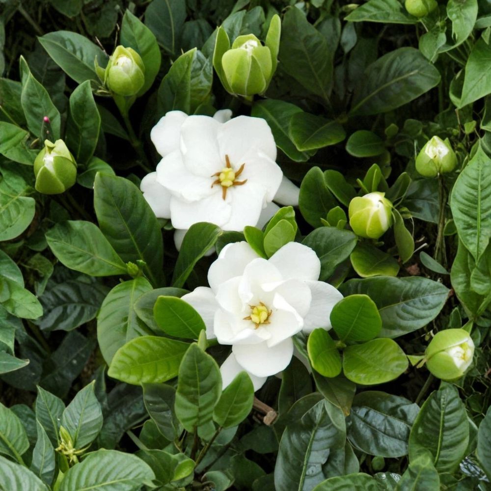 Gardenia ‘Buttons’ Live Plant – Dwarf White Flowering Shrub for Patio & Indoor | Fragrant Compact Gardenia Jasminoides