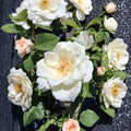 White Lightnin Grandiflora Rose Live Plant – 2 Gallon Pure White Blooming Hybrid Rosa
