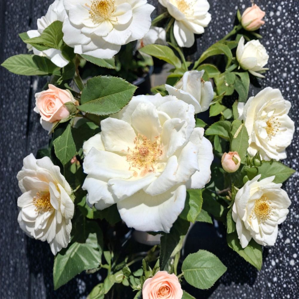 White Lightnin Grandiflora Rose Live Plant – 2 Gallon Pure White Blooming Hybrid Rosa