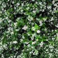 Confederate Jasmine Cuttings – 55 Unrooted Fragrant Vine Propagation Pack – Trachelospermum jasminoides