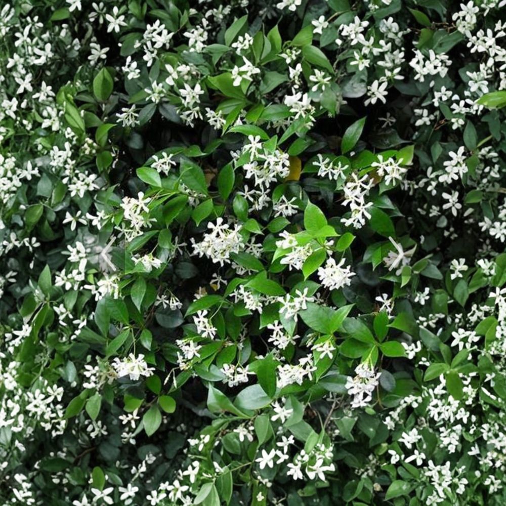 Confederate Jasmine Cuttings – 55 Unrooted Fragrant Vine Propagation Pack – Trachelospermum jasminoides