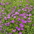New Hampshire Purple Geranium Seeds – Pelargonium Flower Seeds, Vibrant Purple Blooms, Easy to Grow, Container & Garden Plant, 25+ Seeds