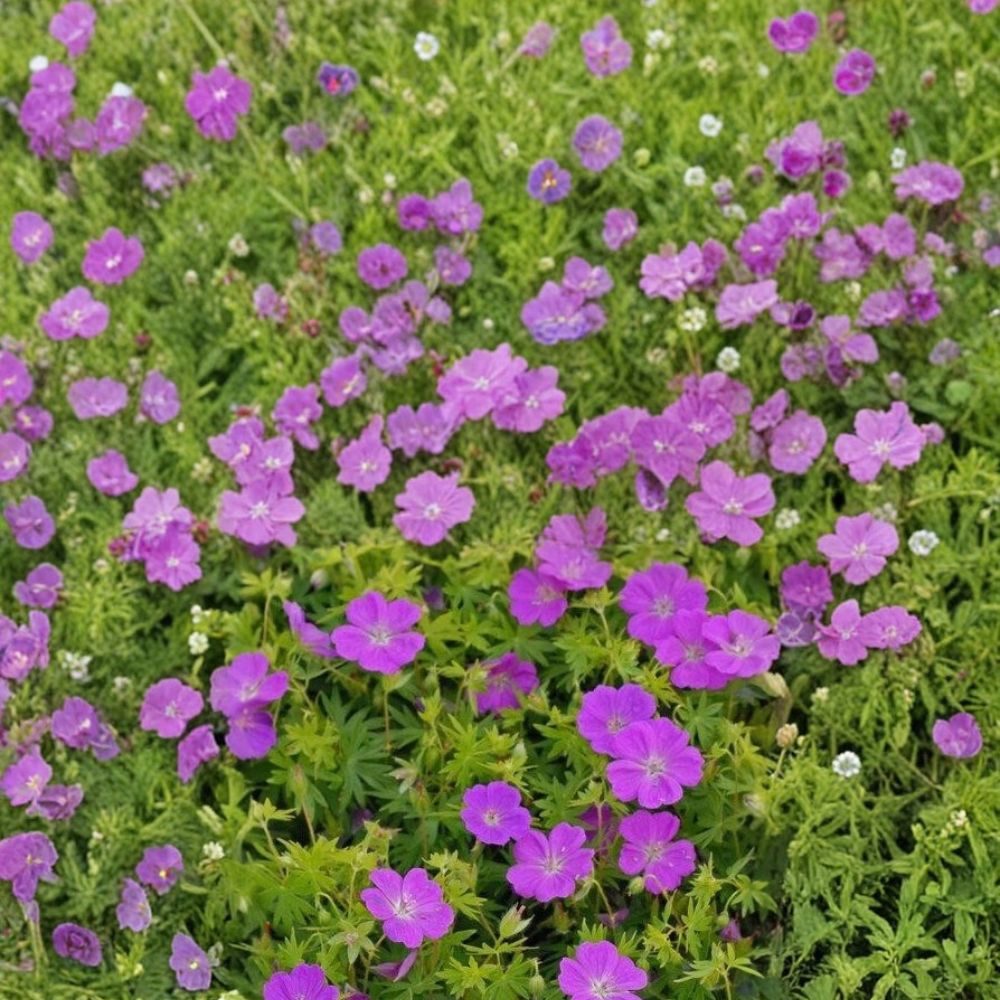New Hampshire Purple Geranium Seeds – Pelargonium Flower Seeds, Vibrant Purple Blooms, Easy to Grow, Container & Garden Plant, 25+ Seeds