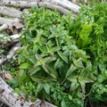 Hillary's Sweet Lemon Mint Cuttings – Mentha suaveolens x piperita f. citrata Organic Unrooted Herb Propagation