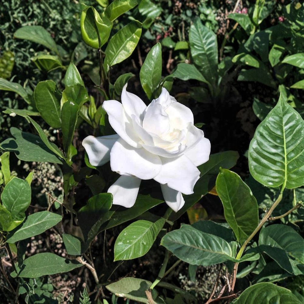 Gardenia jasminoides Live Plants – 6-Inch Rooted Starter Shrubs with Fragrant White Flowers, Heirloom Evergreen Bushes, Bare Root Gardenia
