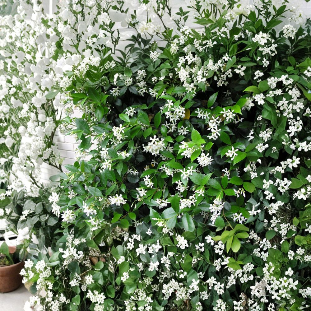 Confederate Star Jasmine Plant | 2-8 Inch Rooted Vine | Fragrant Climbing Evergreen | Trachelospermum jasminoides