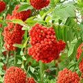 American Mountain Ash Tree Bare Root 2-3 Ft | Sorbus americana Ornamental Wildlife Garden Tree