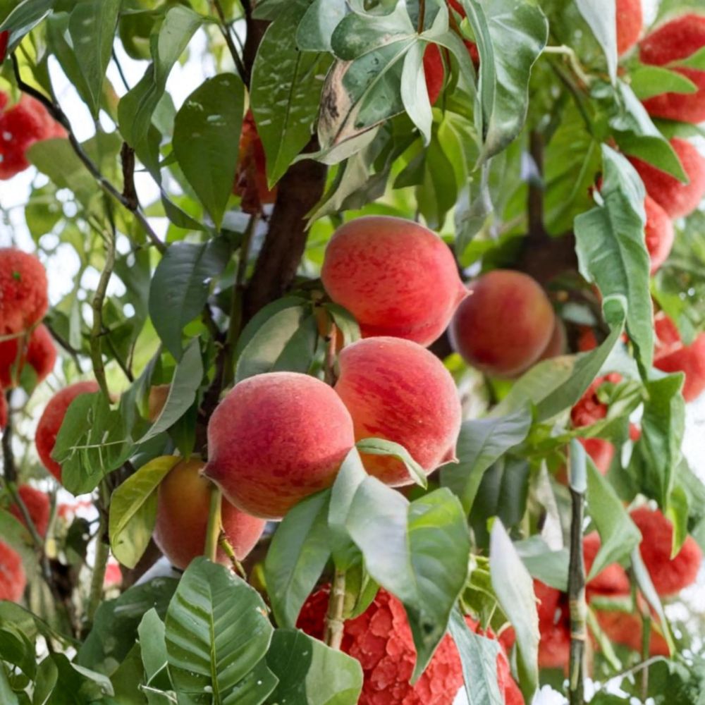 Frost Peach Tree Bare Root 3 Ft Yellow Freestone Peach Prunus persica Disease-Resistant Self-Fertile