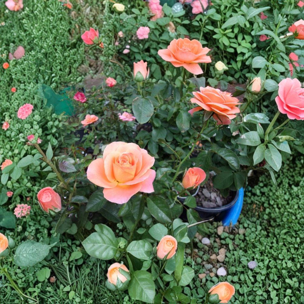 New Year Grandiflora Rose Plant – Vibrant Orange Blooms, 5 Gallon Bush Rose, Landscape Shrub, Garden Flower, Rosa × grandiflora