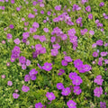 New Hampshire Purple Geranium Seeds – 25+ Pelargonium Flower Seeds for Pots, Baskets & Garden Borders | Purple Blooms