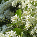 Live Star Jasmine Plant – 4-6 Inch Fragrant Confederate Jasmine Vine, Evergreen Climbing Plant, Trachelospermum jasminoides