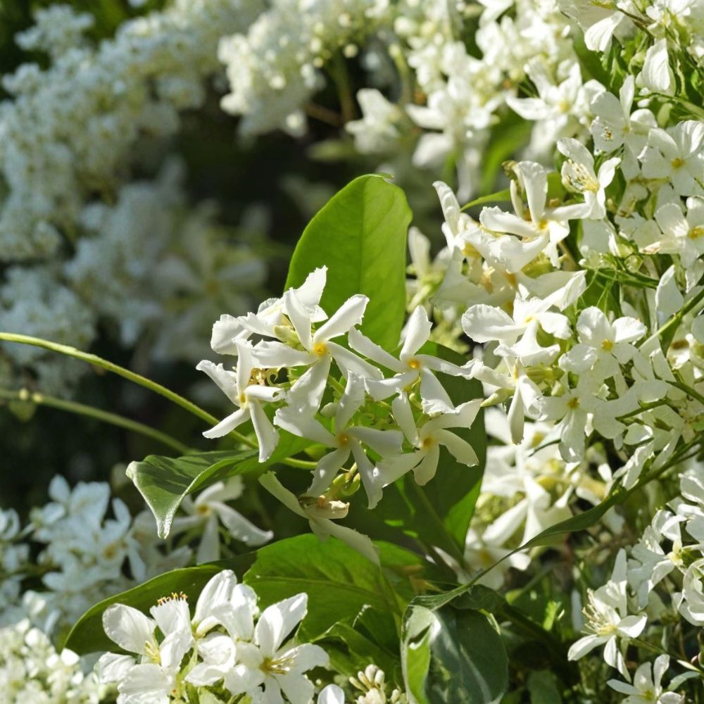 Live Star Jasmine Plant – 4-6 Inch Fragrant Confederate Jasmine Vine, Evergreen Climbing Plant, Trachelospermum jasminoides