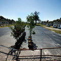 Panamint Nectarine Tree – Live Fruit Tree, 4–6 Feet Tall, Sweet Freestone Nectarines, Edible Landscape, Backyard Orchard