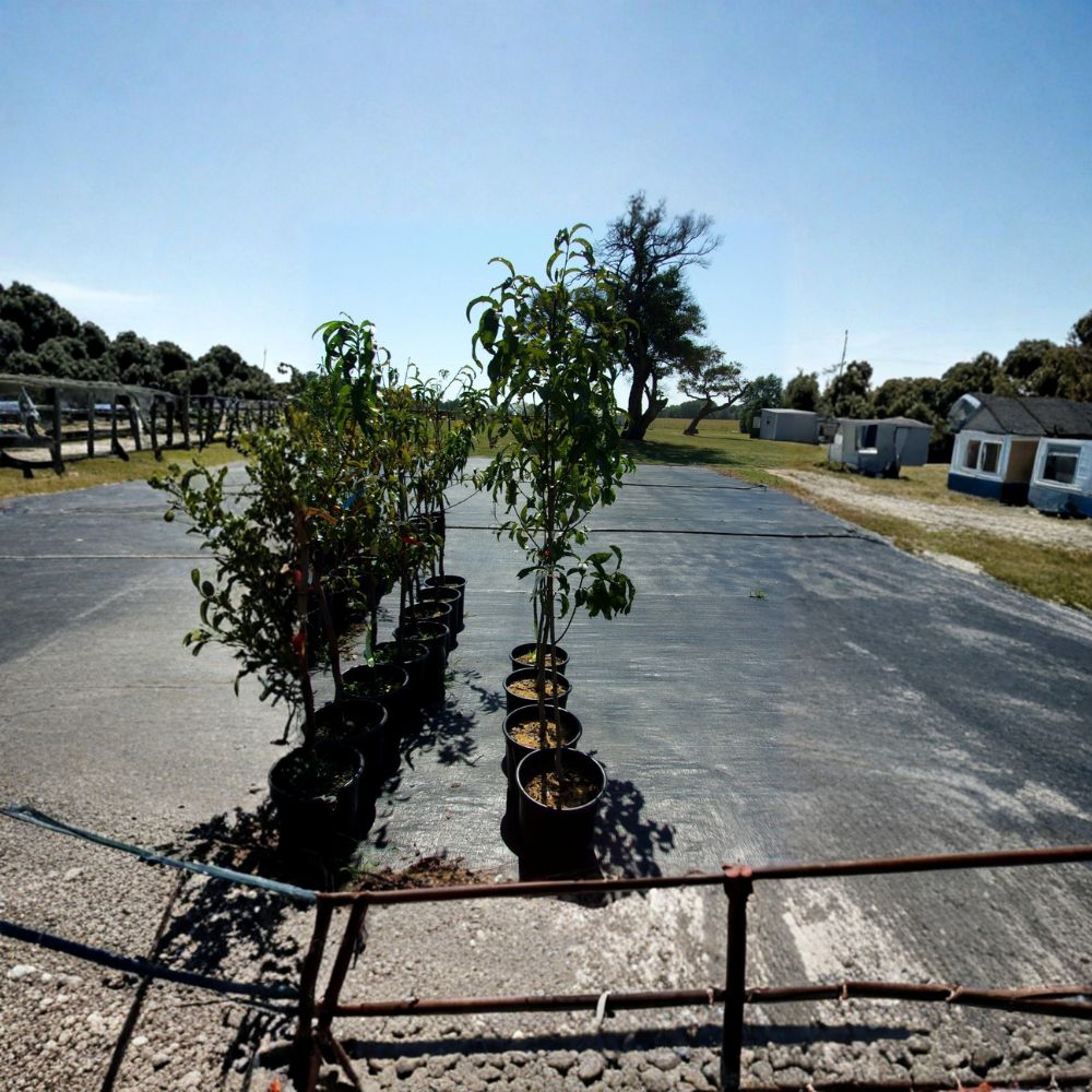 Panamint Nectarine Tree – Live Fruit Tree, 4–6 Feet Tall, Sweet Freestone Nectarines, Edible Landscape, Backyard Orchard