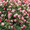 Pink Eden Climbing Rose Live Plant – Rosa ‘Pierre de Ronsard’ Potted Climber with Romantic Pink & Cream Blooms