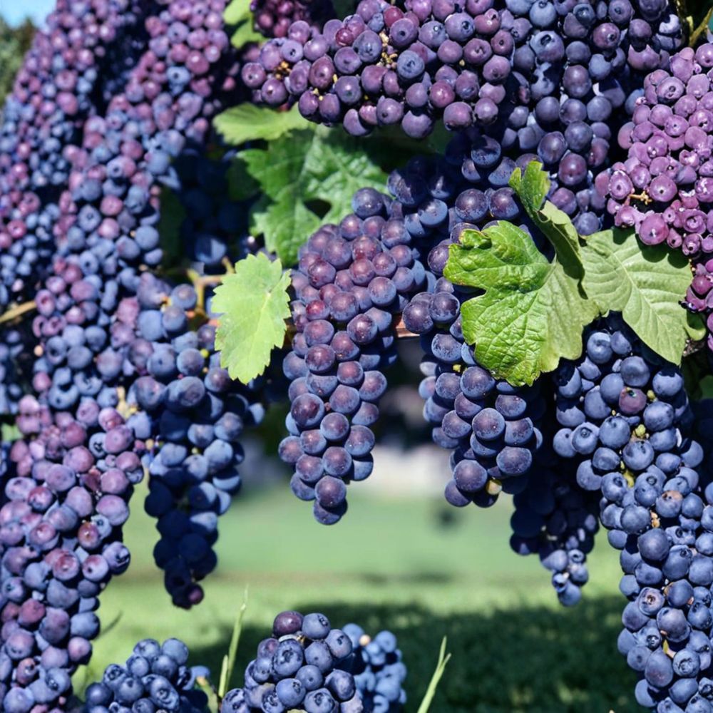 Glenora Seedless Grape Vine Live Plant | Purple Edible Climbing Vine | Cold Hardy Vitis labrusca Hybrid for Backyard Garden