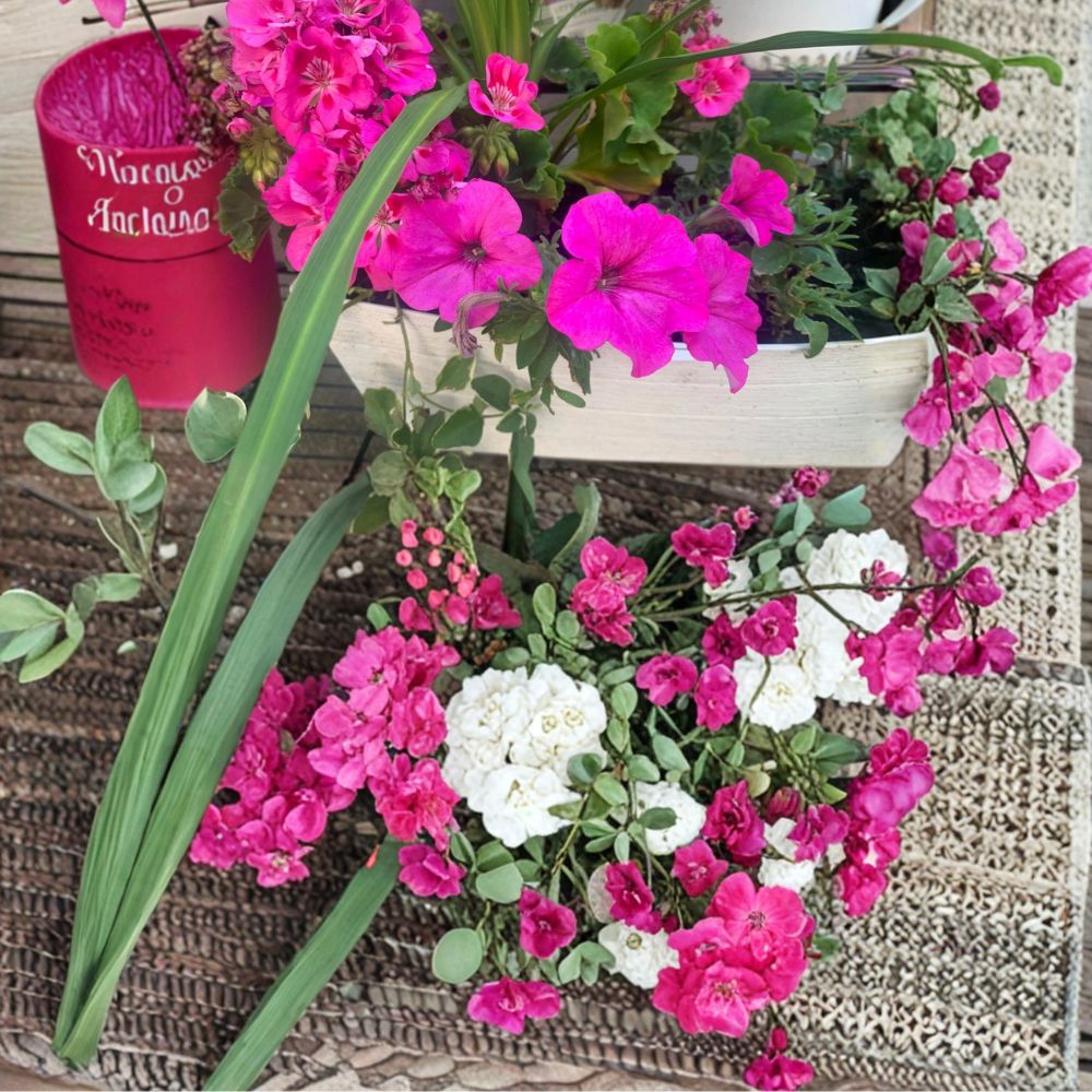 Rooted Pink Geranium & Petunia Plants – 6-Inch Pot Bright Pink & Purple Flowering Annuals for Balcony & Patio