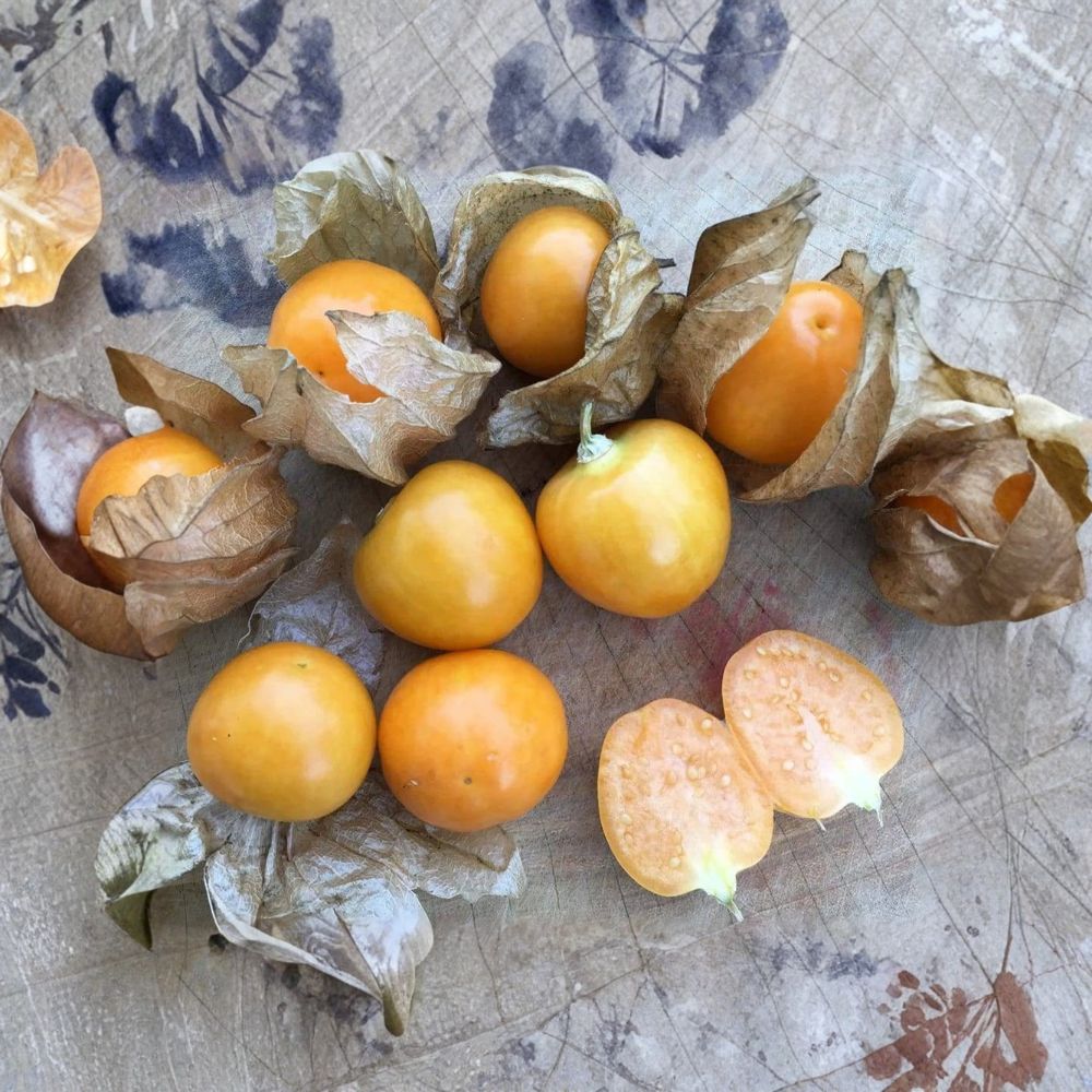 Peruvian Ground Cherry Seeds – Organic Physalis peruviana, Non-GMO Cape Gooseberry, Goldenberry, Ambrosia Variety, 50 Seeds