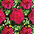 Multibloom Violet Geranium Seeds – 100 Pelargonium Seeds for Bright Violet Flowers, Container & Garden Planting