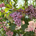 Reliance Seedless Grape Plant | Vitis labrusca | Cold Hardy Red Table Grape | Bare Root Vine for Home Garden