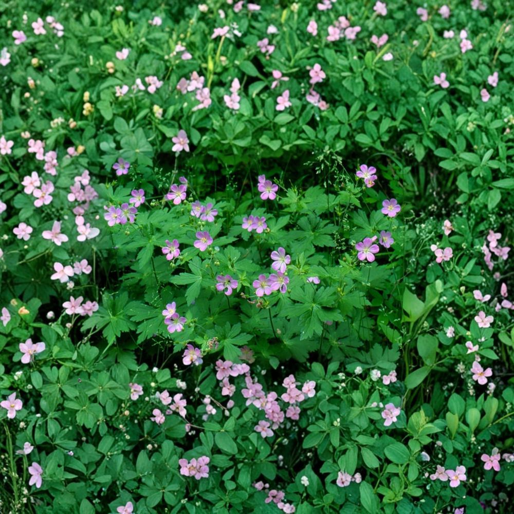 Wild Geranium Roots – Native Cranesbill Geranium maculatum, Pink to Purple Blooms, Pollinator-Friendly Woodland Perennial