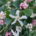 Confederate Star Jasmine Live Plant | 6-Inch Pot | Fragrant Evergreen Vine | Trachelospermum jasminoides for Patio & Garden