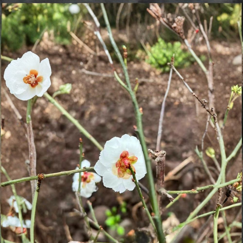 Yudie Ume Tree Live Plant – Jade Butterfly Double White Blossoms – Fragrant Ornamental Prunus mume for Garden or Bonsai