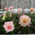 Peace Rose Live Plant – 5 Gallon Hybrid Tea Rose Bush with Yellow-Blend Blooms | Rosa 'Peace' Garden Rose
