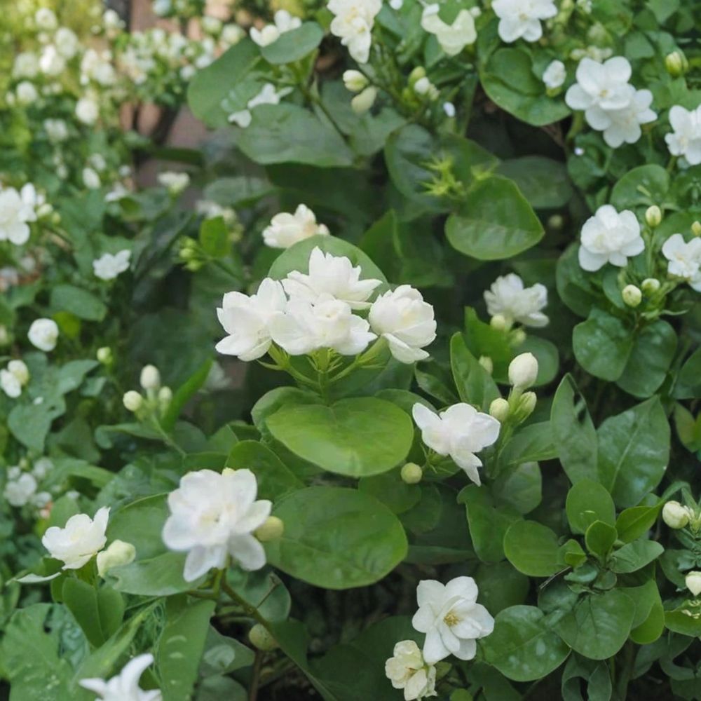 Arabian Jasmine Seeds – Jasminum sambac, Fragrant White Flowers, Container & Bonsai Friendly, Indoor Outdoor Plant, 10 Seeds