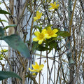 Yellow Jasmine Vine Seeds – Carolina Gelsemium sempervirens, Fragrant Climbing Evergreen Vine, USA Grown, Easy to Grow