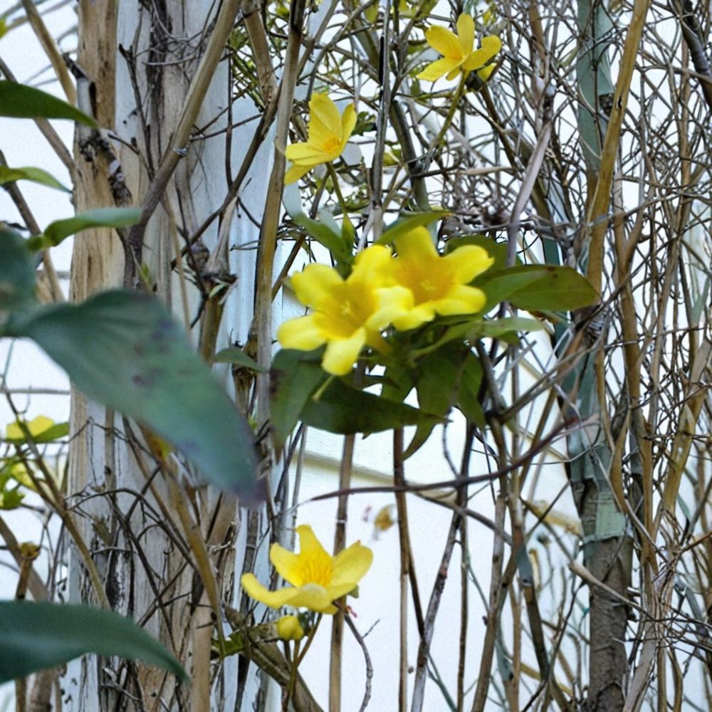 Yellow Jasmine Vine Seeds – Carolina Gelsemium sempervirens, Fragrant Climbing Evergreen Vine, USA Grown, Easy to Grow