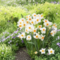 Narcissus Geranium Daffodil Bulbs – 10 Fragrant White & Orange Heirloom Spring Flowers, Deer Resistant, Garden & Container Planting