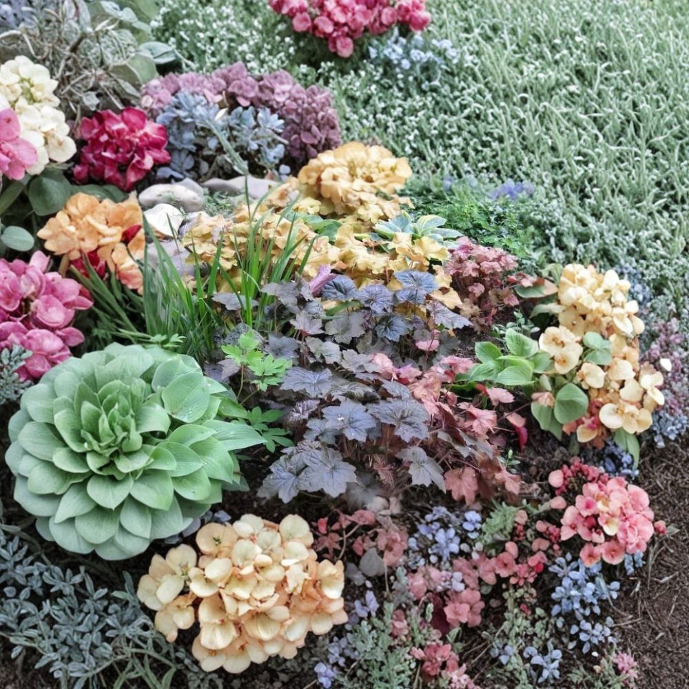 Coral Bells Heuchera Seeds – Shade Garden Perennial, Pollinator Friendly, Easy to Grow, 1,200 Seeds