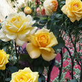 Sunsprite Floribunda Rose Live Plant – 2 Gallon Yellow Fragrant Rose Bush Rosa 'Sunsprite' for Garden, Landscape, Borders