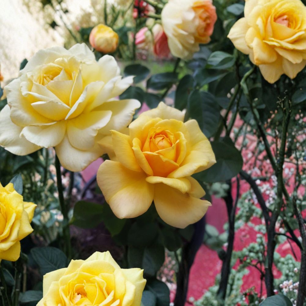 Sunsprite Floribunda Rose Live Plant – 2 Gallon Yellow Fragrant Rose Bush Rosa 'Sunsprite' for Garden, Landscape, Borders