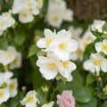 Sweet Mock Orange Plants 5 Pack Bare Root | Philadelphus coronarius | Fragrant White Blooms | Deciduous Shrubs for Hedges and Borders