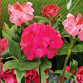 Geranium Maverick Rose Seeds – Pelargonium, Pastel Rose Blooms, Compact, Easy to Grow, Garden & Pot Friendly, Pelargonium x hortorum